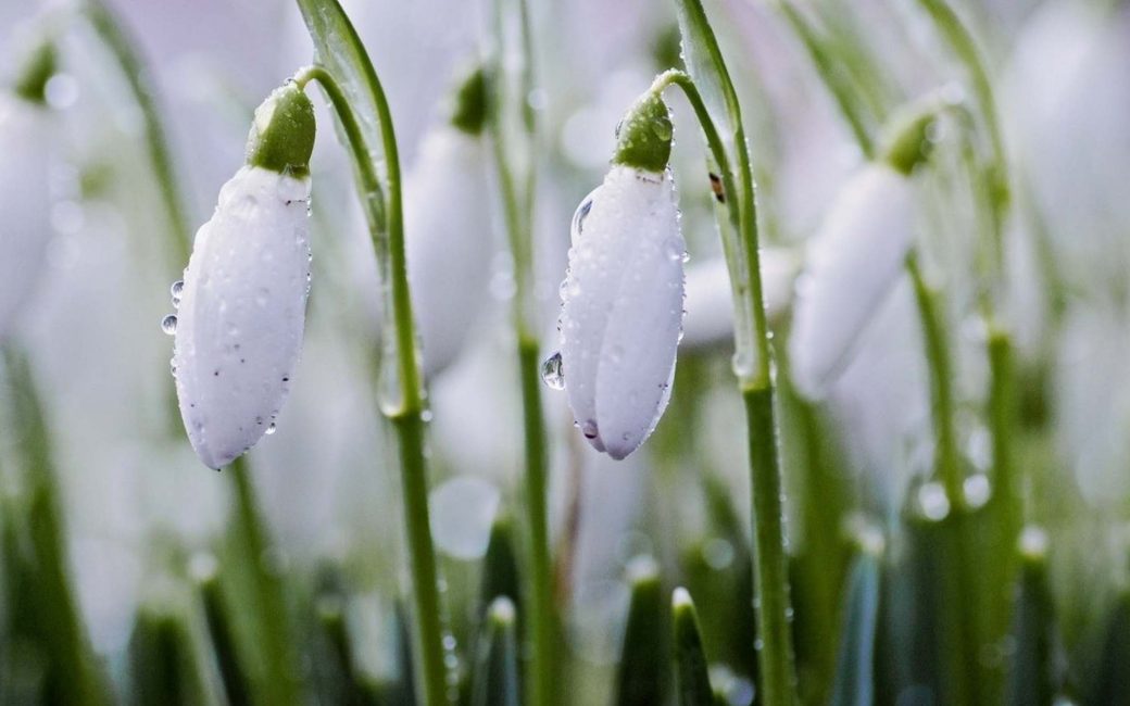 Tender snowdrops in your garden
