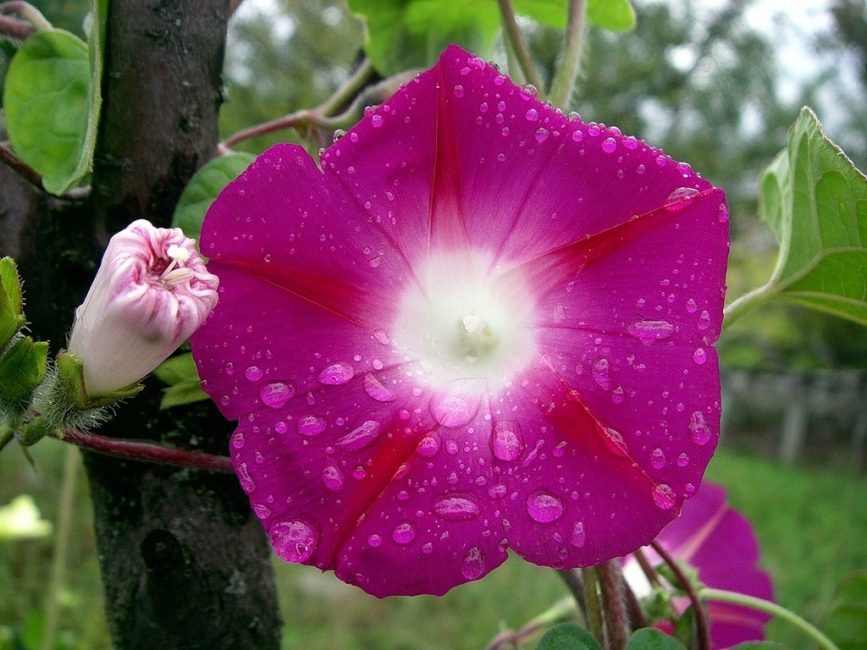 Um catálogo de flores para o país (240 + Foto com os nomes): Todas as regras para criar uma beleza incrível
