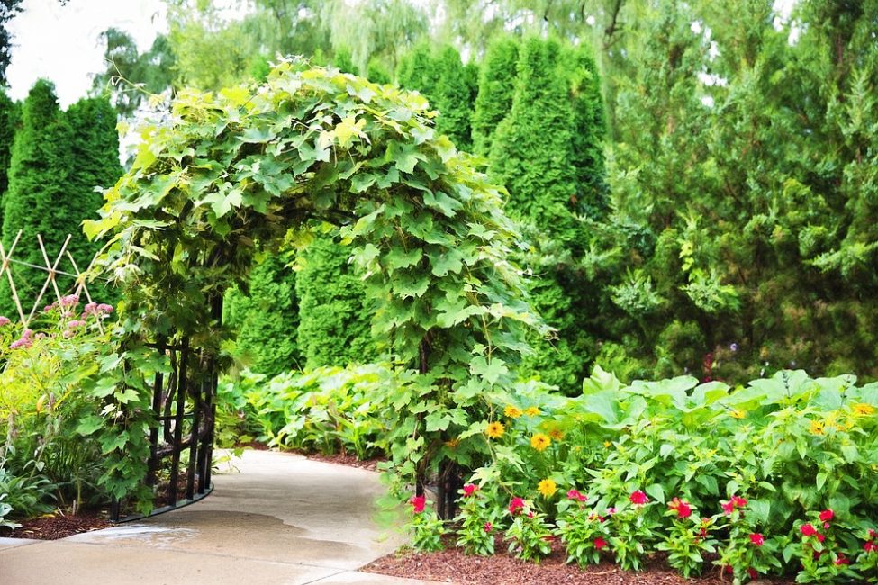 Creation of a living arch by plants