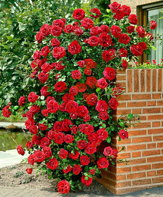 Hoa hồng leo Santana