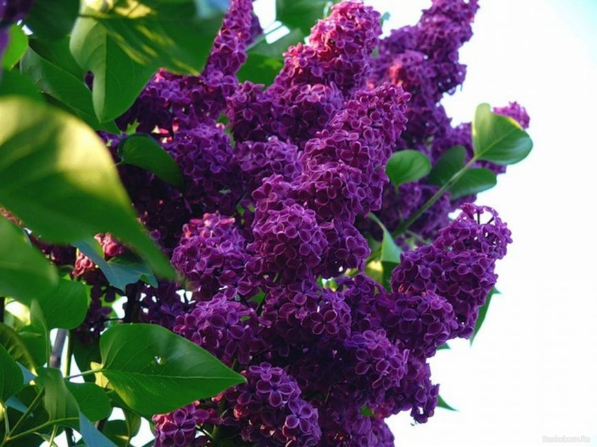 Plant a lilac with roses