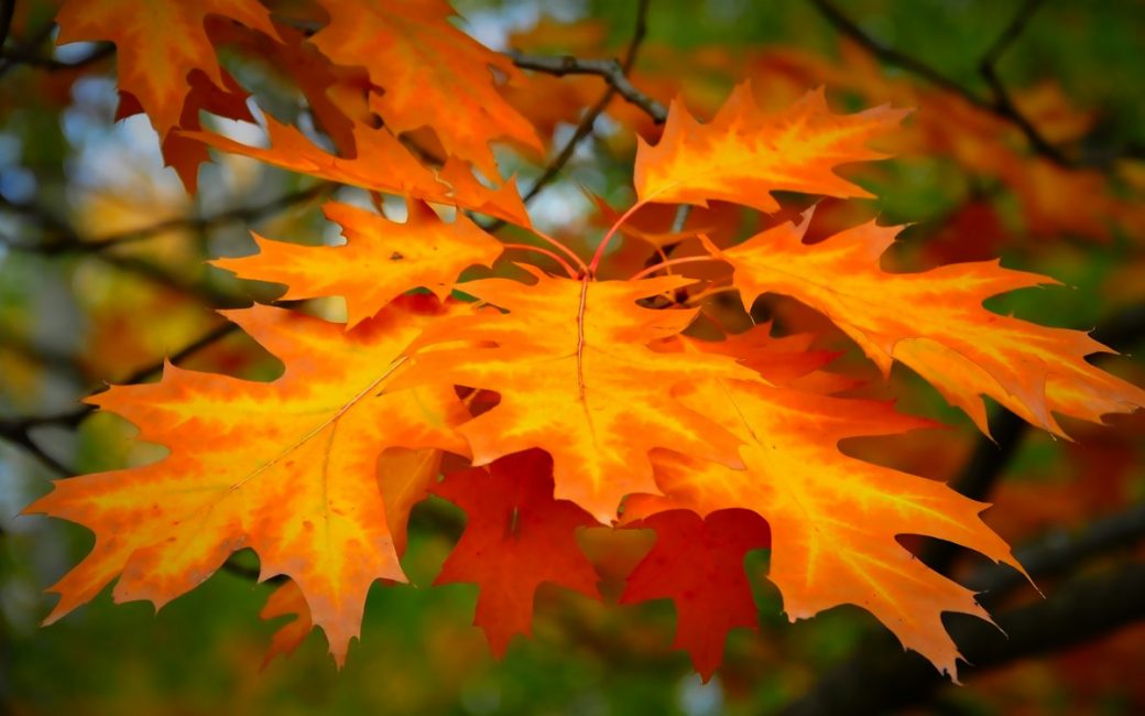 Stora, ljusa och färgstarka löv för kronan