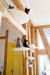 Hoe maak je stap voor stap een huis voor een kat met je eigen handen? 150+ (foto) van hout, karton, dozen, met een schraper