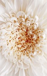 ¿Cómo hacer flores de papel corrugado con tus propias manos? 125 fotos y 5 talleres sencillos.