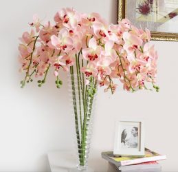Flores en el interior: 175+ (Fotos) Hermosas combinaciones (en la sala de estar, en el dormitorio, en la cocina)
