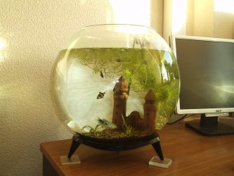 Aquarium in the interior of an apartment or house: 145+ (Photo) types for decoration of your design (corner, dry, dividing wall, small)