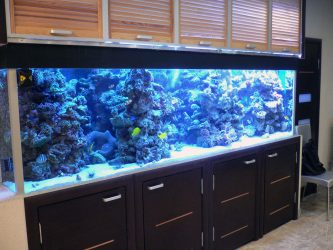 Aquarium à l'intérieur d'un appartement ou d'une maison: 145+ (Photo) types pour décorer votre design (coin, sec, cloison, petit)