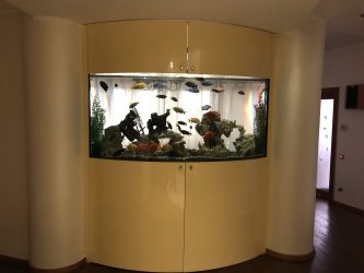 Aquarium à l'intérieur d'un appartement ou d'une maison: 145+ (Photo) types pour la décoration de votre design (coin, sec, cloison, petit)