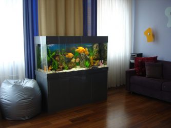 Acquario all'interno di un appartamento o di una casa: 145+ (Foto) tipi per la decorazione del vostro disegno (angolo, asciutto, divisorio, piccolo)