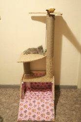 कैसे अपने हाथों से एक बिल्ली के लिए एक घर बनाने के लिए कदम से कदम? खुरचनी के साथ लकड़ी, कार्डबोर्ड, बक्से के 150+ (फोटो)