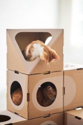 Bagaimana untuk membuat rumah untuk kucing dengan tangan anda sendiri langkah demi langkah? 150+ (gambar) kayu, kadbod, kotak, dengan pengikis