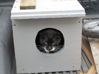 Adım adım kendi elinizle bir kedi için bir ev nasıl yapılır? 150+ (fotoğraf) tahta, karton, kutu, bir kazıyıcı ile