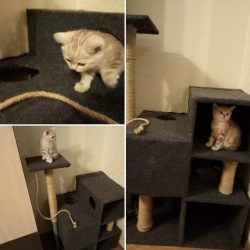 कैसे अपने हाथों से एक बिल्ली के लिए एक घर बनाने के लिए कदम से कदम? खुरचनी के साथ लकड़ी, कार्डबोर्ड, बक्से के 150+ (फोटो)