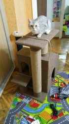 How to make a house for a cat with your own hands step by step? 150+ (photo) of wood, cardboard, boxes, with a scraper