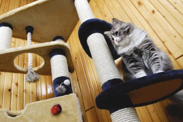¿Cómo hacer una casa para un gato con tus propias manos paso a paso? 150+ (foto) de madera, cartón, cajas, con un rascador