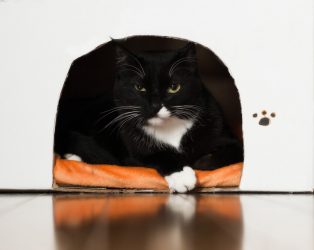 Adım adım kendi elinizle bir kedi için bir ev nasıl yapılır? 150+ (fotoğraf) tahta, karton, kutu, bir kazıyıcı ile