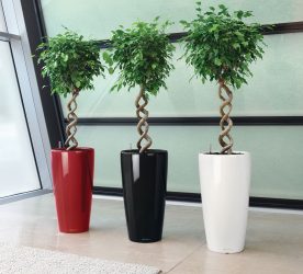 Pot bunga fungsional - 195+ (Foto) Idea yang mengubah bahagian dalam (lantai / meja / dinding)