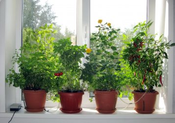 Melody plantas de interior e cuidar deles em casa (mais de 175 fotos). Regras de ouro de especialistas