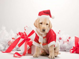 DIY играчки за Нова Година 2018 - Година на кучето (245+ Снимки)