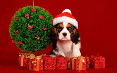 Mainan DIY untuk Tahun Baru 2018 - Tahun Anjing (245+ Foto)