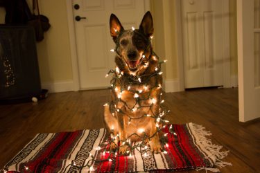 Yeni Yılı için DIY oyuncaklar 2018 - Köpek Yılı (245+ Fotoğraf)