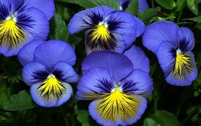 나라를위한 꽃의 카탈로그 (240 + 이름과 사진) : 놀라운 아름다움을 만들기위한 모든 규칙