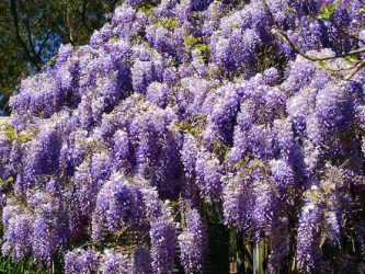 A catalog of flowers for the country (240 + Photo with the names): All the rules for creating incredible beauty