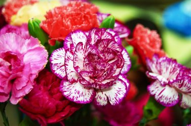 Um catálogo de flores para o país (240 + Foto com os nomes): Todas as regras para criar uma beleza incrível