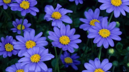 나라를위한 꽃의 카탈로그 (240 + 이름과 사진) : 놀라운 아름다움을 만들기위한 모든 규칙