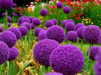 A catalog of flowers for the country (240 + Photo with the names): All the rules for creating incredible beauty