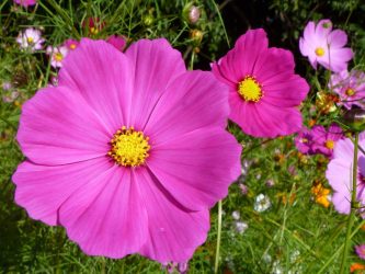 En katalog över blommor för landet (240 + Foto med namnen): Alla regler för att skapa otrolig skönhet