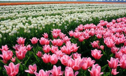 देश के लिए फूलों की एक सूची (नामों के साथ 240 + फोटो): अविश्वसनीय सुंदरता बनाने के लिए सभी नियम